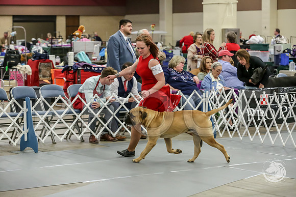 Bullmastiff Fri 12 to 18 RingsJJJ_0811-FWTX2019-HR3