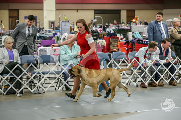 Bullmastiff Fri 12 to 18 RingsJJJ_0815-FWTX2019-HR3
