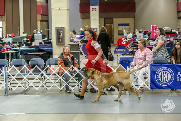 Bullmastiff Fri 12 to 18 RingsJJJ_0821-FWTX2019-HR3