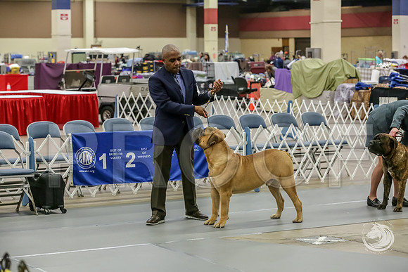 Bullmastiff Fri 12 to 18 RingsJJJ_0823-FWTX2019-HR3