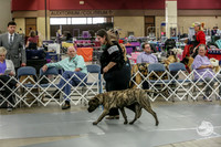 Bullmastiff Fri B 6 to 9 Rings