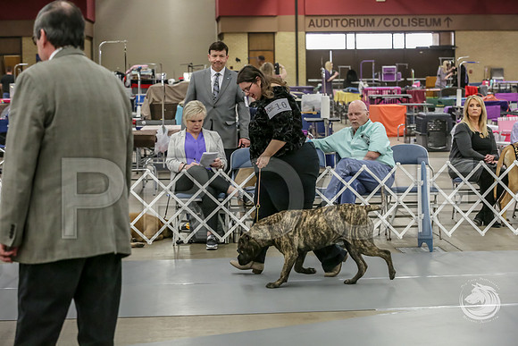 Bullmastiff Fri B 6 to 9 RingsJJJ_1019-FWTX2019-HR3