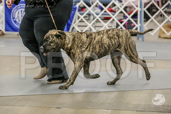 Bullmastiff Fri B 6 to 9 RingsJJJ_1029-FWTX2019-HR3