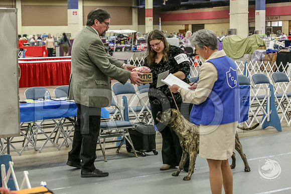 Bullmastiff Fri B 6 to 9 RingsJJJ_1041-FWTX2019-HR3