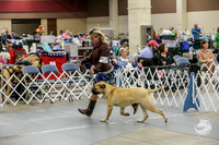 Bullmastiff Fri B 9 to 12 Rings
