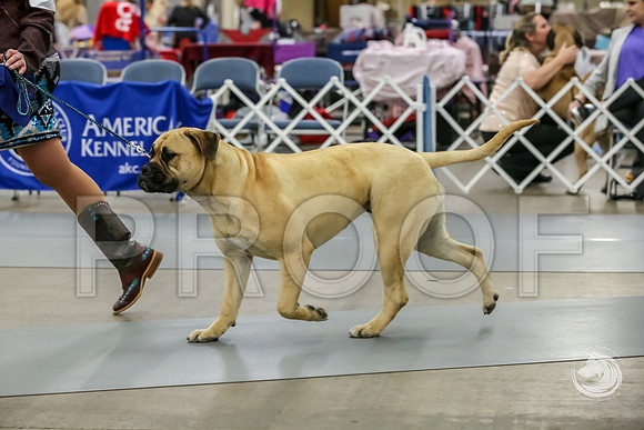 Bullmastiff Fri B 9 to 12 RingsJJJ_1064-FWTX2019-HR3