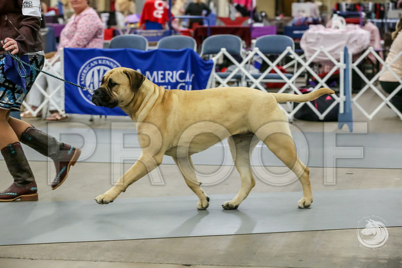 Bullmastiff Fri B 9 to 12 RingsJJJ_1065-FWTX2019-HR3