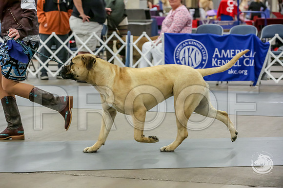Bullmastiff Fri B 9 to 12 RingsJJJ_1067-FWTX2019-HR3