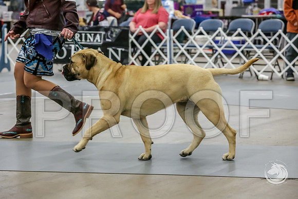 Bullmastiff Fri B 9 to 12 RingsJJJ_1071-FWTX2019-HR3