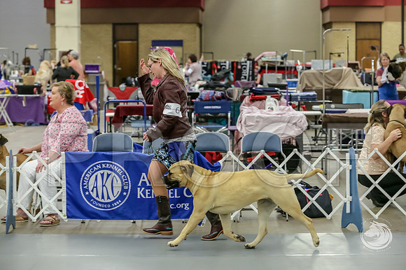 Bullmastiff Fri B 9 to 12 RingsJJJ_1078-FWTX2019-HR3