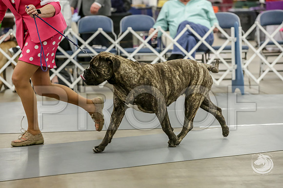 Bullmastiff Fri B 9 to 12 RingsJJJ_1079-FWTX2019-HR3