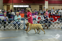 Bullmastiff Fri B 9 to 12 ring