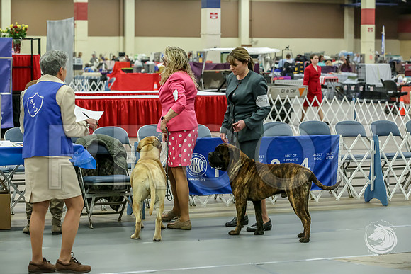 Bullmastiff Fri B 9 to 12 ringJJJ_0656-FWTX2019-HR3