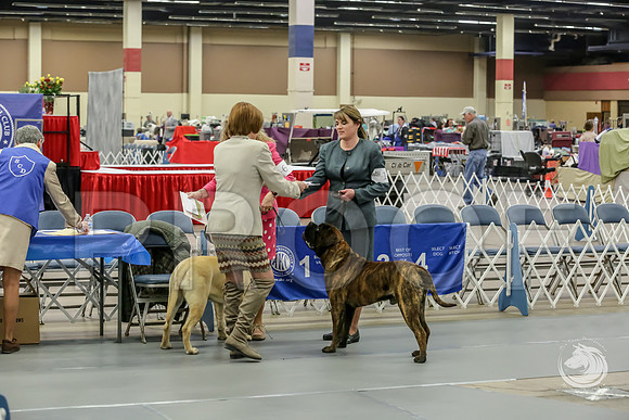 Bullmastiff Fri B 9 to 12 ringJJJ_0658-FWTX2019-HR3