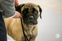 Bullmastiff Fri B Vet 6 to 8 Rings