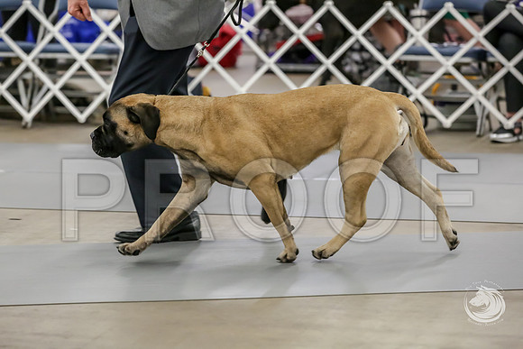 Bullmastiff Fri B Vet 6 to 8 RingsJJJ_0678-FWTX2019-HR3
