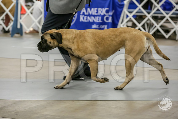 Bullmastiff Fri B Vet 6 to 8 RingsJJJ_0681-FWTX2019-HR3