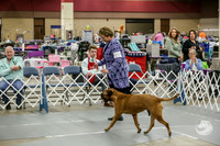 Bullmastiff Fri B Vet 9+ Rings