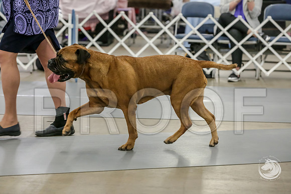 Bullmastiff Fri B Vet 9+ RingsJJJ_0713-FWTX2019-HR3