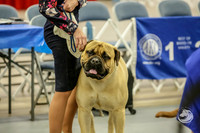 Bullmastiff Fri BOB Rings