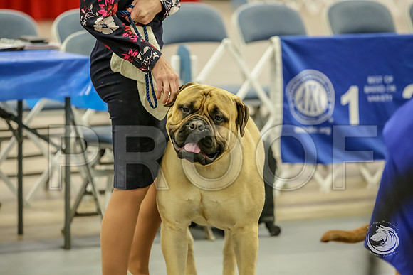 Bullmastiff Fri BOB RingsJJJ_1339-FWTX2019-HR3
