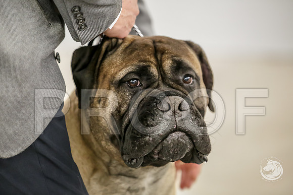 Bullmastiff Fri BOB RingsJJJ_1341-FWTX2019-HR3