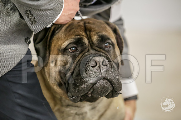 Bullmastiff Fri BOB RingsJJJ_1342-FWTX2019-HR3