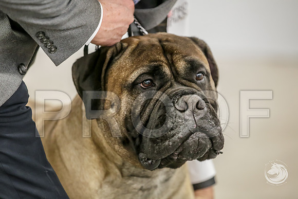 Bullmastiff Fri BOB RingsJJJ_1343-FWTX2019-HR3