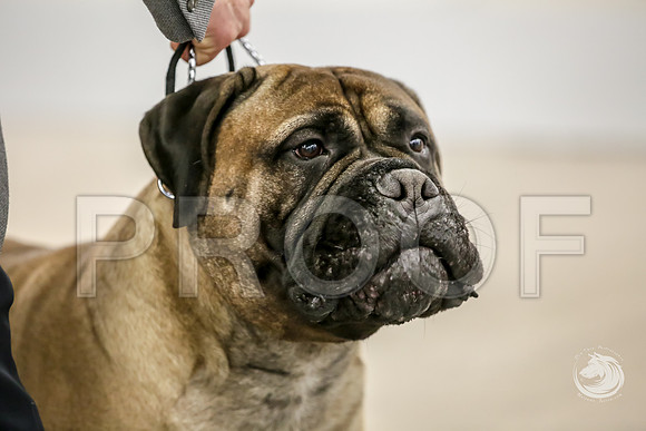 Bullmastiff Fri BOB RingsJJJ_1344-FWTX2019-HR3