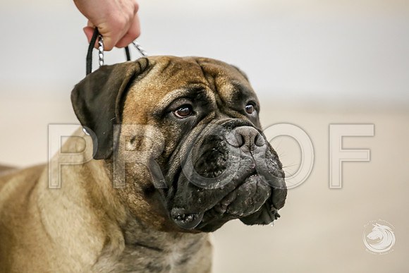 Bullmastiff Fri BOB RingsJJJ_1345-FWTX2019-HR3