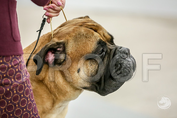 Bullmastiff Fri BOB RingsJJJ_1346-FWTX2019-HR3
