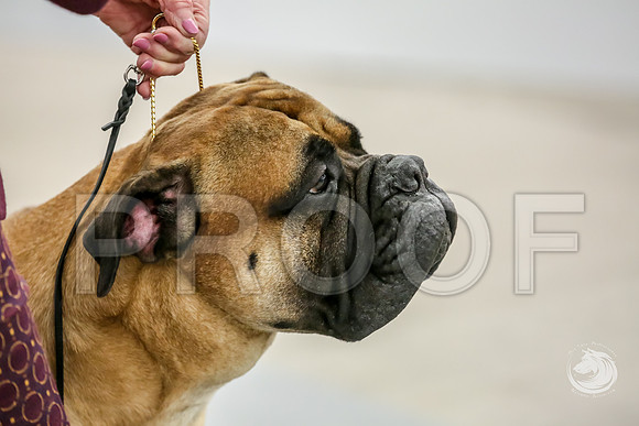 Bullmastiff Fri BOB RingsJJJ_1347-FWTX2019-HR3