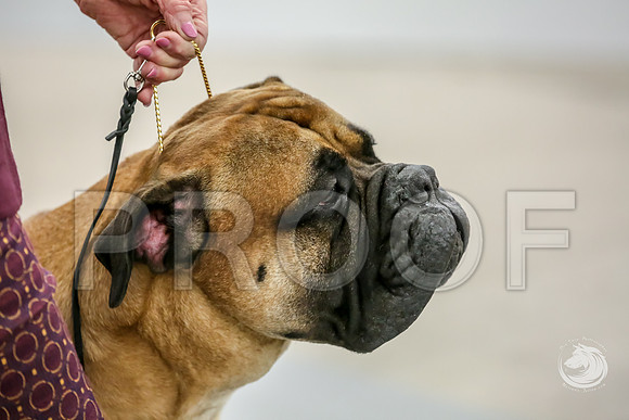 Bullmastiff Fri BOB RingsJJJ_1348-FWTX2019-HR3