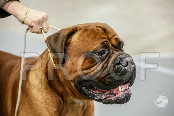 Bullmastiff Fri BOB RingsJJJ_1350-FWTX2019-HR3