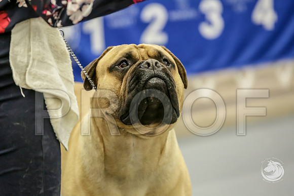 Bullmastiff Fri BOB RingsJJJ_1357-FWTX2019-HR3