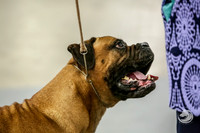 Bullmastiff Fri Best Vet Rings