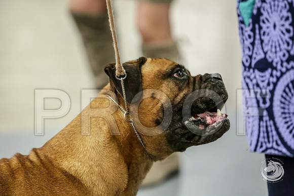 Bullmastiff Fri Best Vet RingsJJJ_0770-FWTX2019-HR3