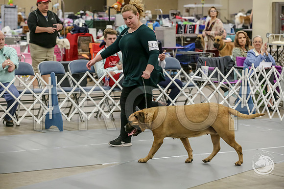 Bullmastiff Fri Best Vet RingsJJJ_0777-FWTX2019-HR3
