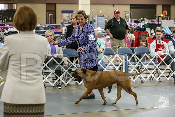 Bullmastiff Fri Best Vet RingsJJJ_0783-FWTX2019-HR3