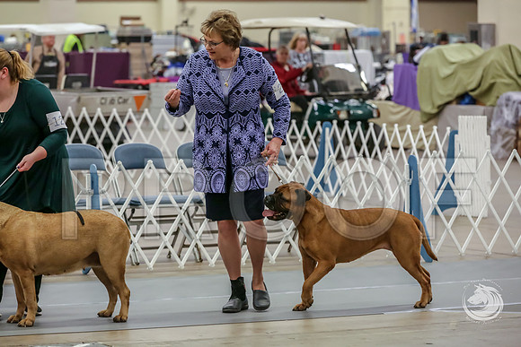 Bullmastiff Fri Best Vet RingsJJJ_0785-FWTX2019-HR3