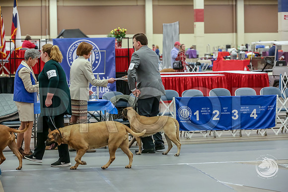 Bullmastiff Fri Best Vet RingsJJJ_0786-FWTX2019-HR3