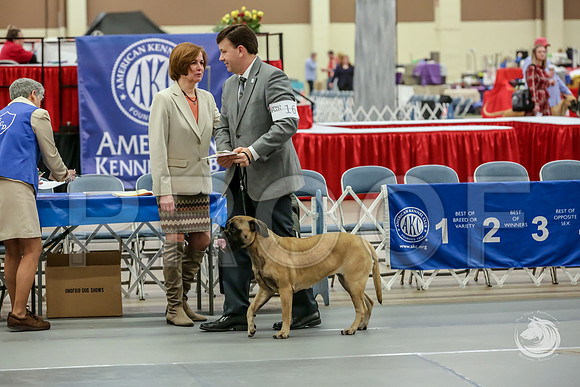 Bullmastiff Fri Best Vet RingsJJJ_0788-FWTX2019-HR3