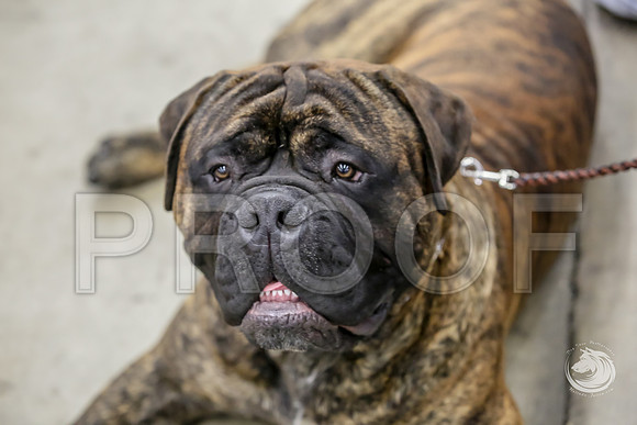 Bullmastiff Fri CandidsJJJ_0790-FWTX2019-HR3