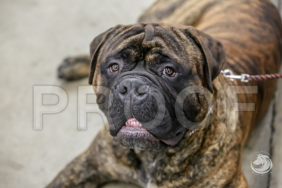 Bullmastiff Fri CandidsJJJ_0791-FWTX2019-HR3