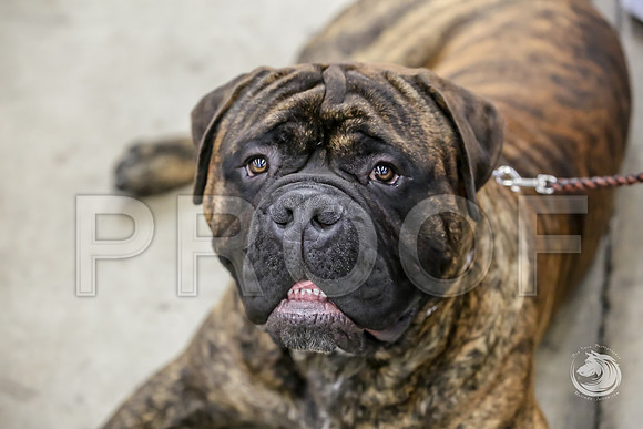 Bullmastiff Fri CandidsJJJ_0792-FWTX2019-HR3
