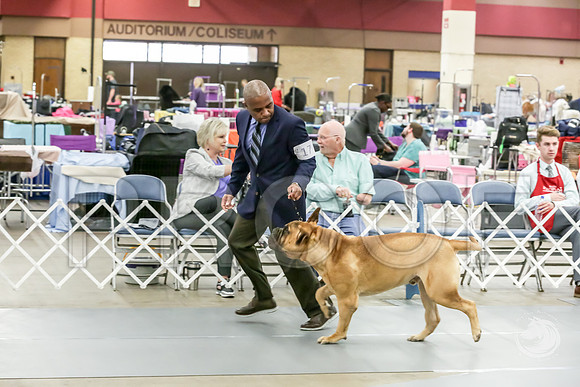 Bullmastiff Fri D 15 to 18 RingsJJJ_0486-FWTX2019-HR3
