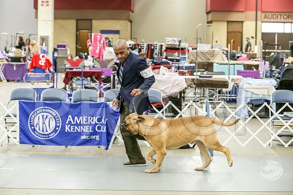 Bullmastiff Fri D 15 to 18 RingsJJJ_0489-FWTX2019-HR3