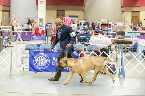 Bullmastiff Fri D 15 to 18 RingsJJJ_0490-FWTX2019-HR3