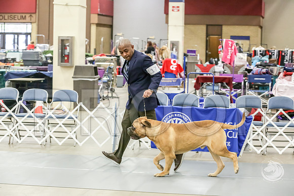 Bullmastiff Fri D 15 to 18 RingsJJJ_0492-FWTX2019-HR3
