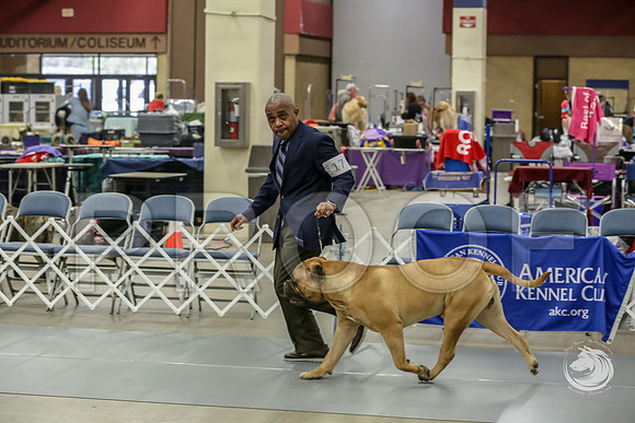 Bullmastiff Fri D 15 to 18 RingsJJJ_0493-FWTX2019-HR3